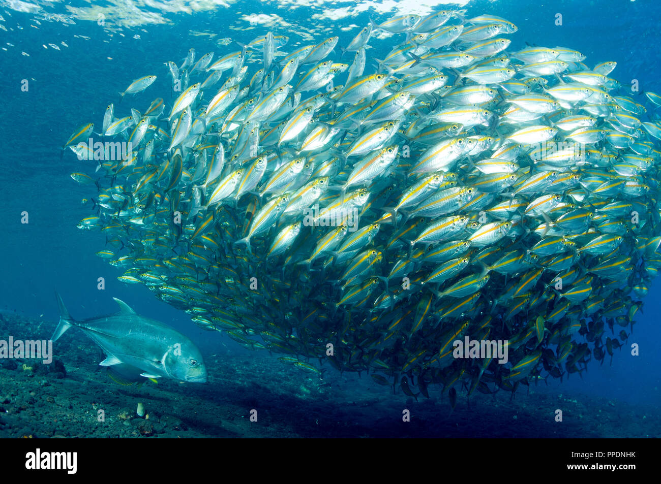 Giant trevally hires stock photography and images Alamy