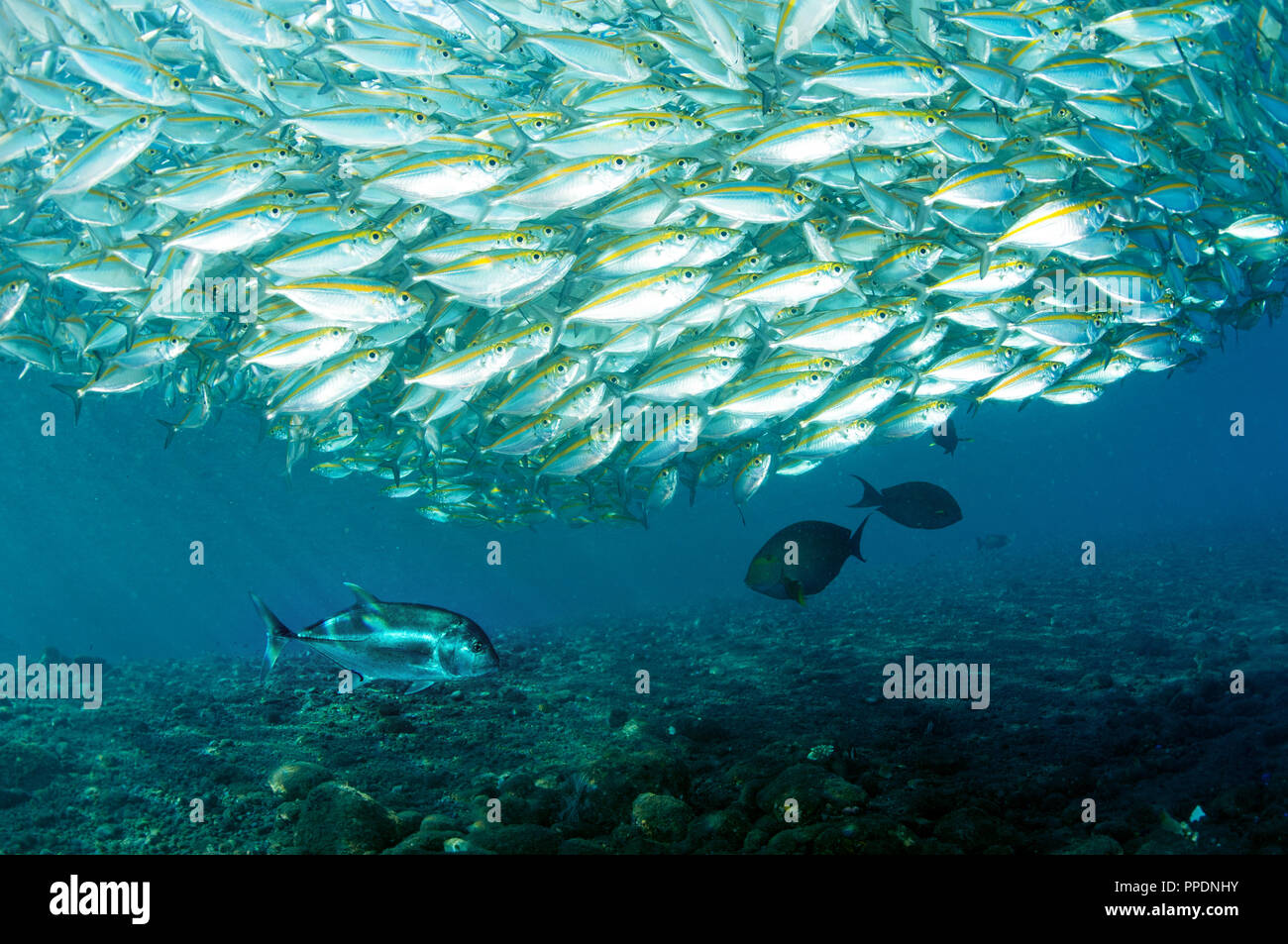 Giant trevally, Caranx ignobilis, preying on Smoothtail trevallies, Selaroides leptalopsis, Bali Indonesia. Stock Photo