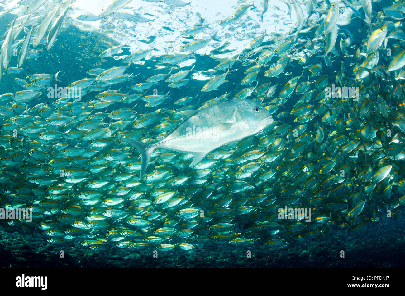 Giant trevally, Caranx ignobilis, preying on Smoothtail trevallies, Selaroides leptalopsis, Bali Indonesia. Stock Photo