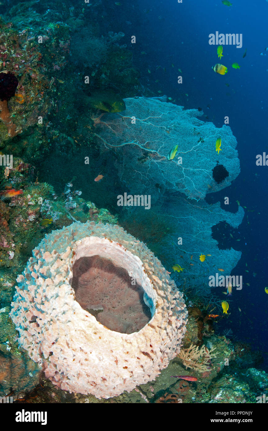 Reef scenic with barrel sponge and seafans Bali Indonesia. Stock Photo