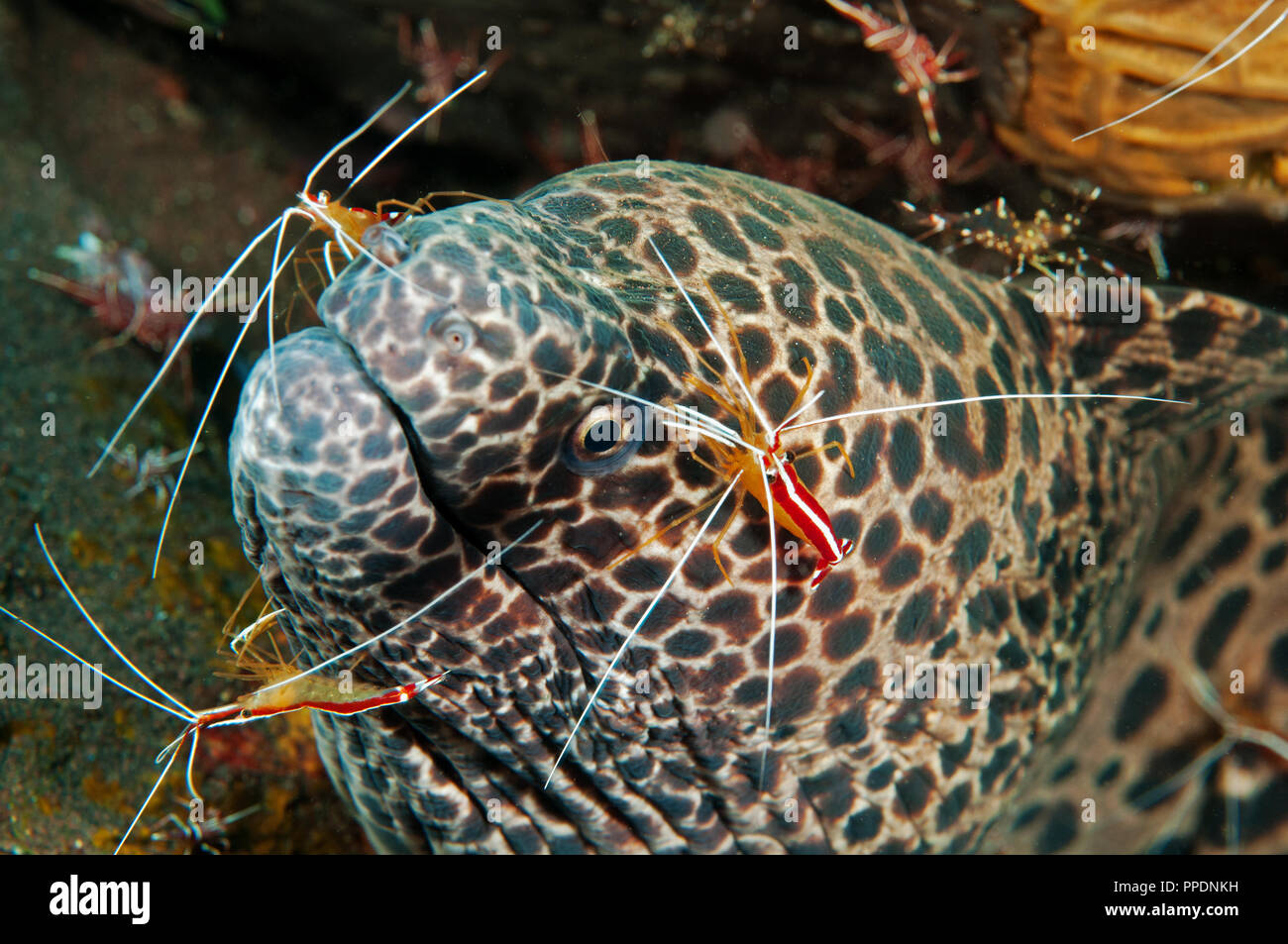 Honeycomb moray eel, Gymnothorax favagineus, being cleaned by cleaner shrimps, Lysmata amboinensis, Bali Indonesia. Stock Photo