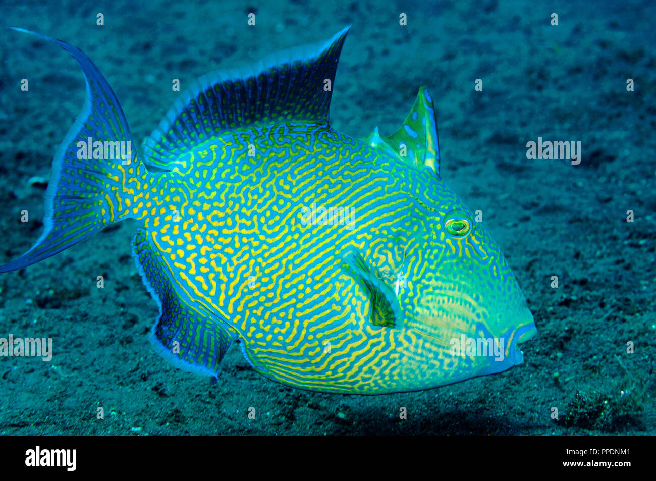 Bluestriped triggerfish, Pseudobalistes fuscus, Bali Indonesia. Stock Photo