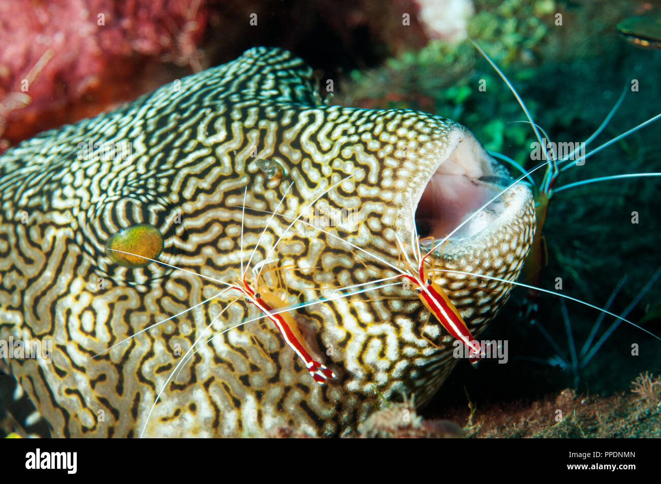 Map pufferfish, Arothron mappa, in a cleaning station, Bali Indonesia. Stock Photo