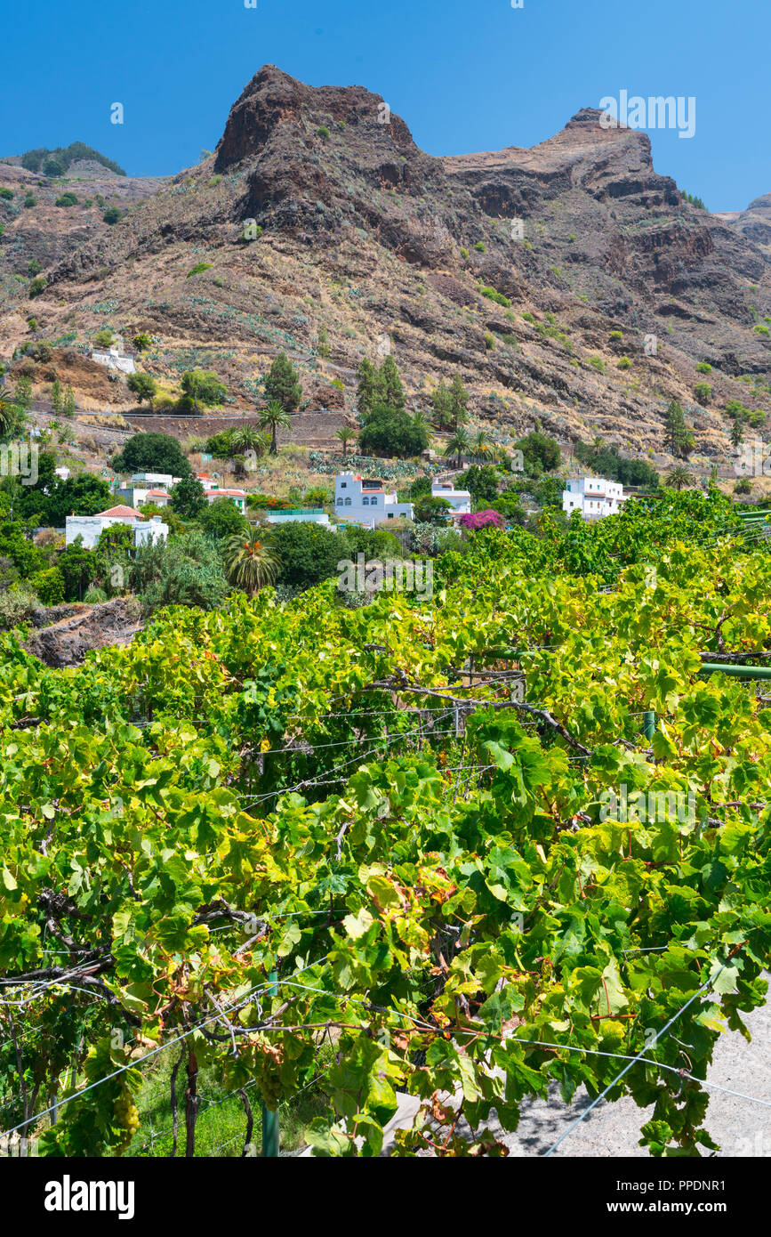 Vineyard, Finca La Laja, Los Berrazales, Agaete valley, Gran Canaria Island, The Canary Islands, Spain, Europe Stock Photo