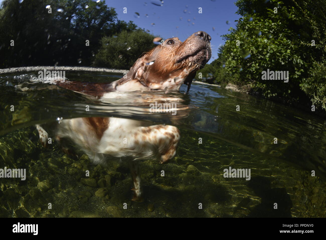 Britanny dog, epagneul breton, swin in teh river on summer season