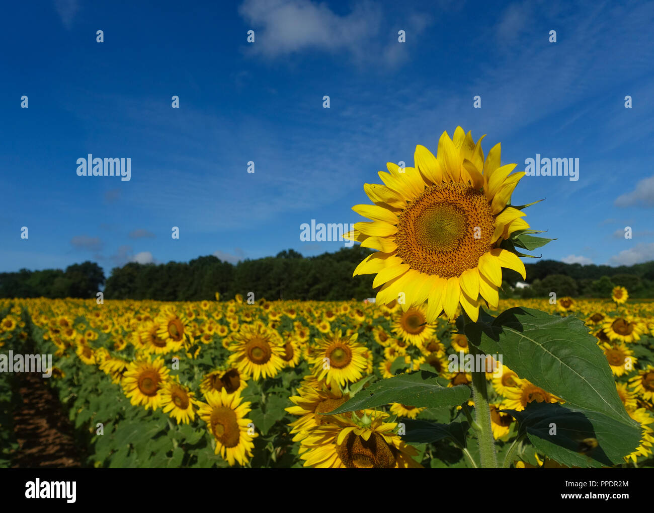A  bright bold sunflower rises above other flowers in a field in summer underneath a blue sky Stock Photo