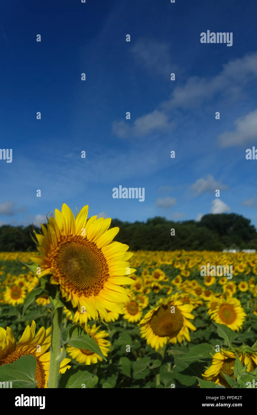 A sunflower turns it's face to the sun in a field in summer underneath