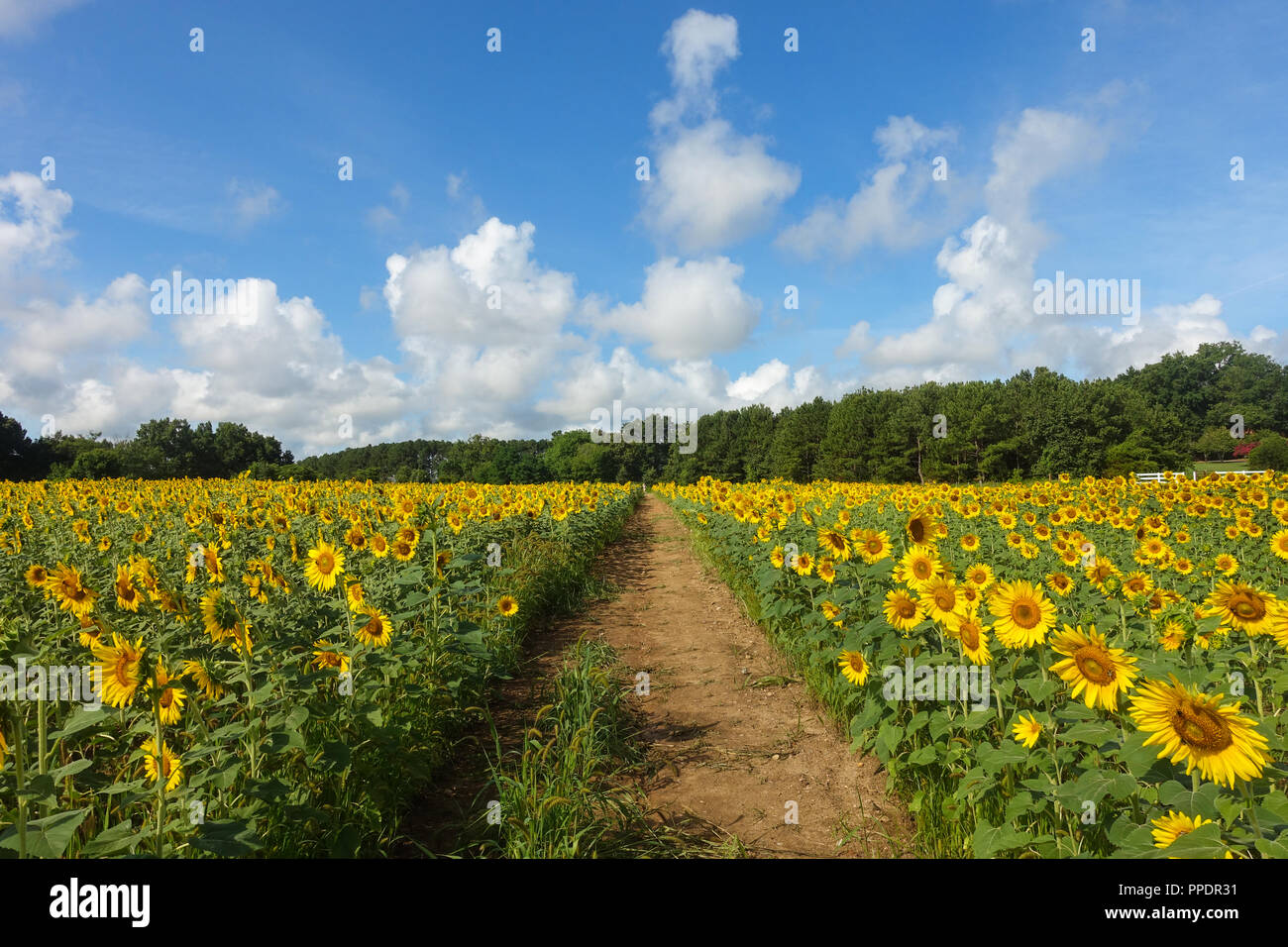 A dirt road leads through a sunflower field in summer underneath a blue sky and clouds Stock Photo