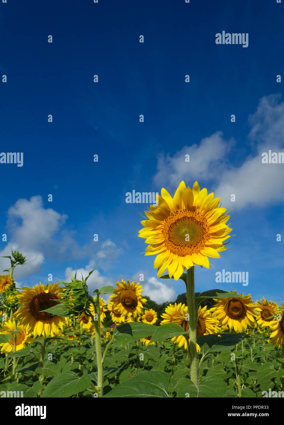 A sunflower turns it's face to the sun in a field in summer underneath a blue sky and clouds