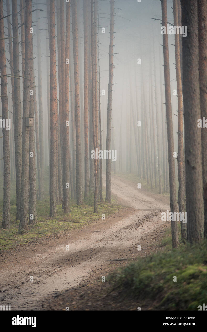 Dark forest path russia hi-res stock photography and images - Alamy