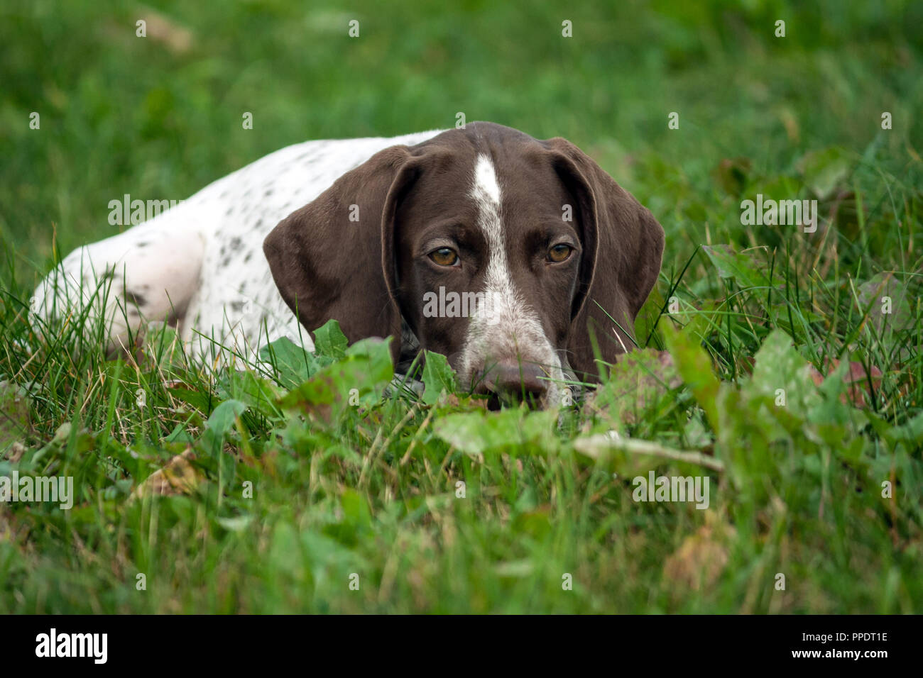german shorthaired pointer, german kurtshaar one brown spotted puppy lies green grass field, close-up portrait, looking sadly down, put his head on Stock Photo