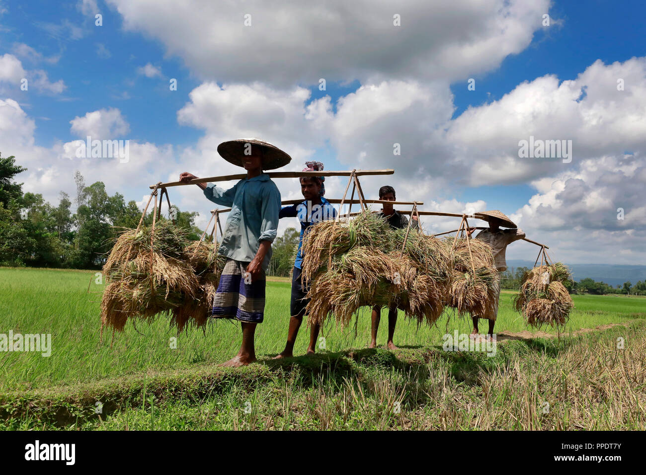 Bangladeshi farmers harvest rice in hi-res stock photography and images ...