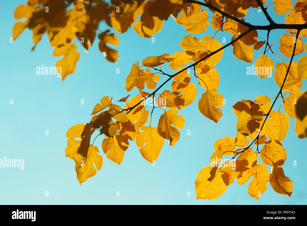 Autumn leaf nature background. Yellow leaves over blue sky Stock Photo ...