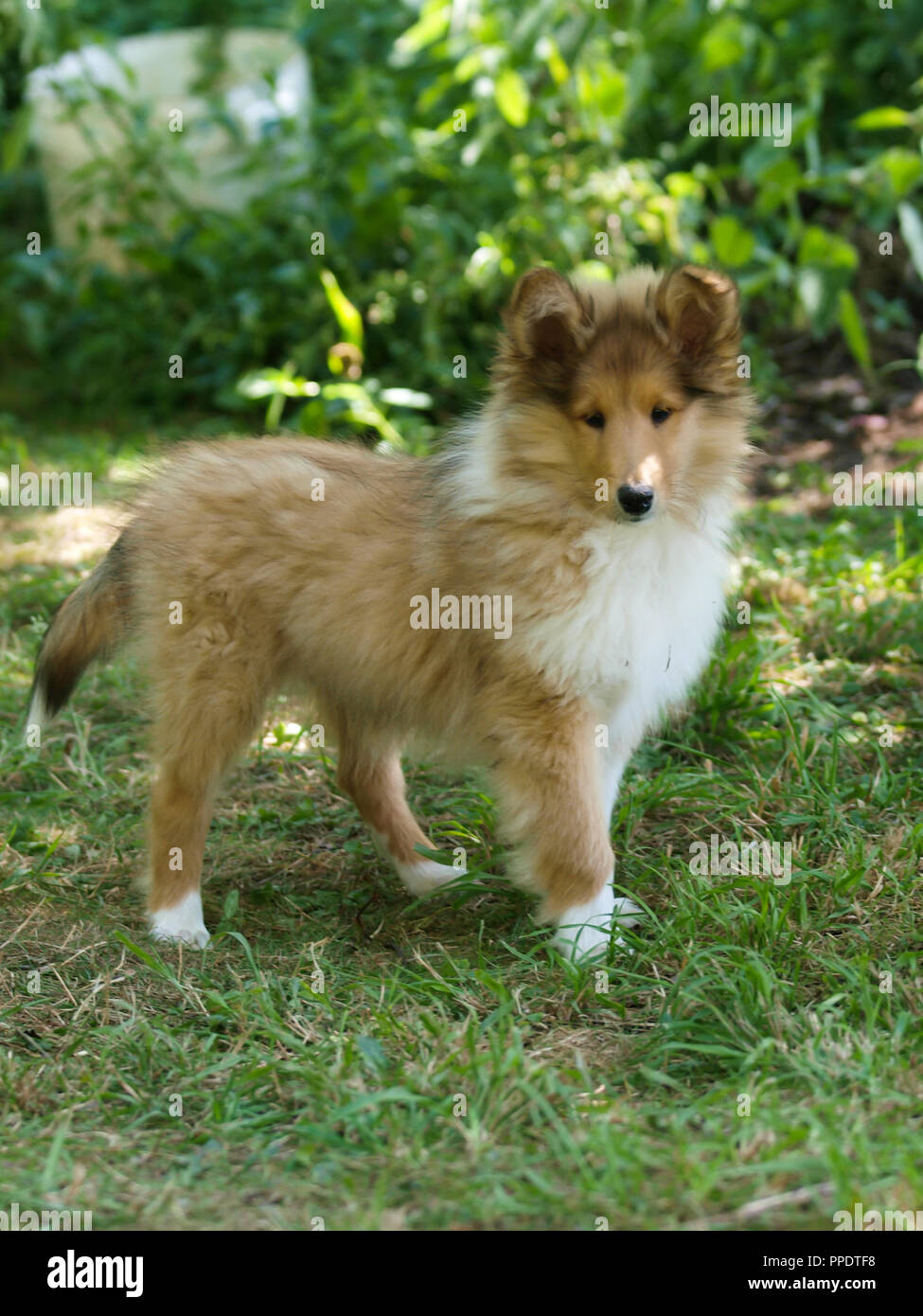 A cute Rough Collie puppy in the garden Stock Photo - Alamy