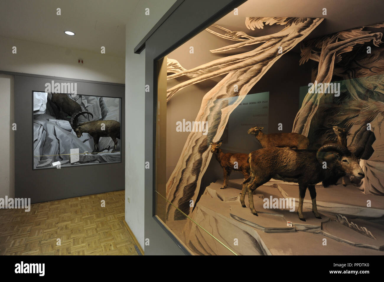 Showcases in the hunting department of the Jagd- und Fischereimuseum (Hunting and Fishing Museum) in the center of Munich. Stock Photo
