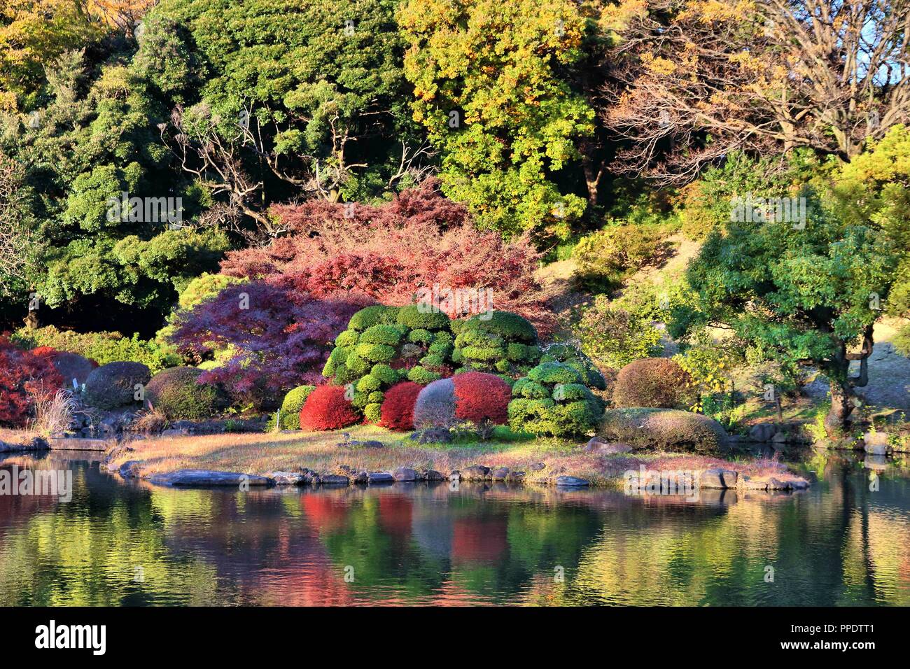 Koishikawa Botanical Gardens in Bunkyo, Tokyo, Japan. Autumn foliage