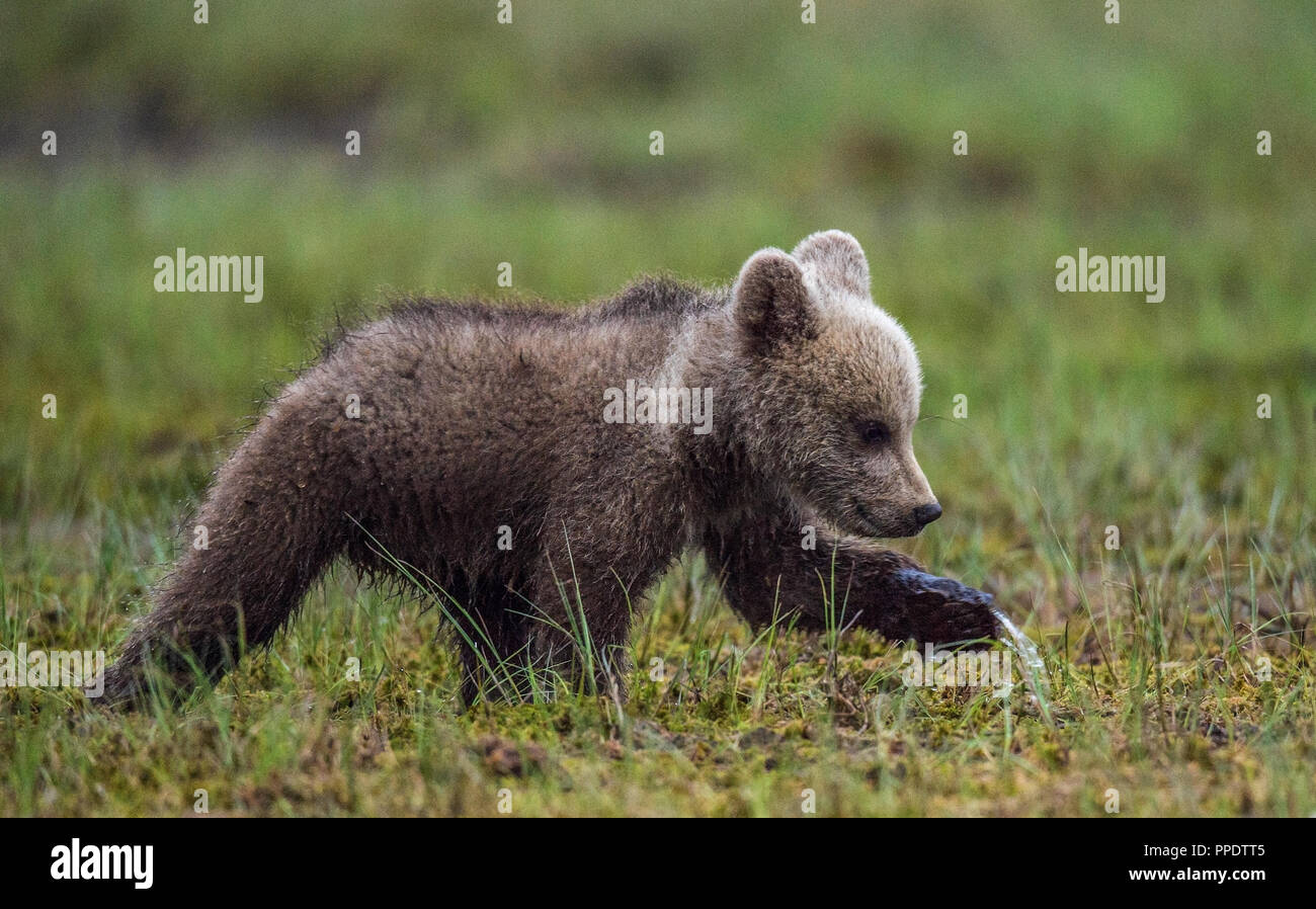 Walking Brown bear cub on the bog in the summer forest. Sceintific name: Ursus arctos. Stock Photo