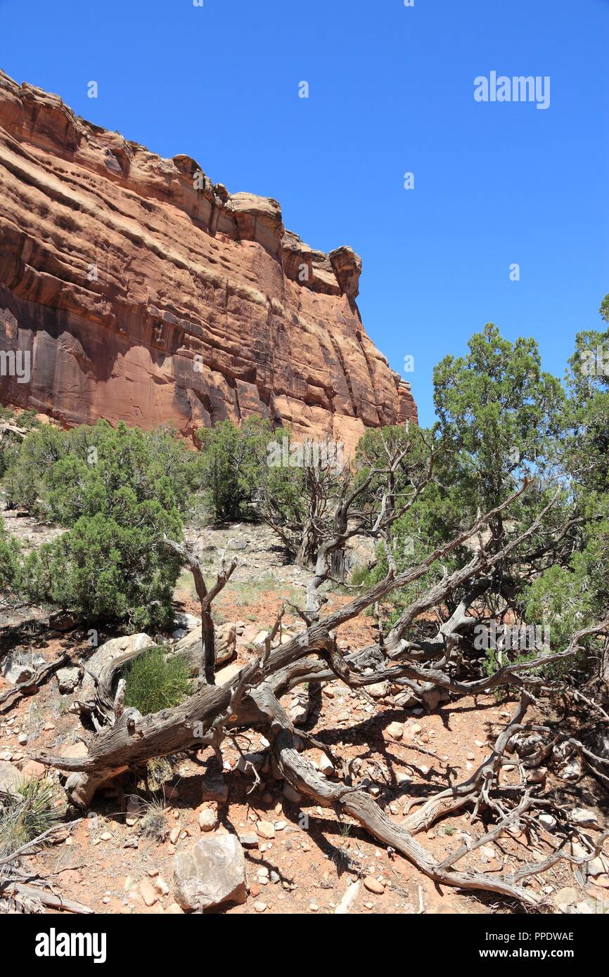Colorado National Monument in the United States. Part of National Park Service. Pinyon Pine tree (Pinus edulis) next to Monument Canyon rim trail. Stock Photo