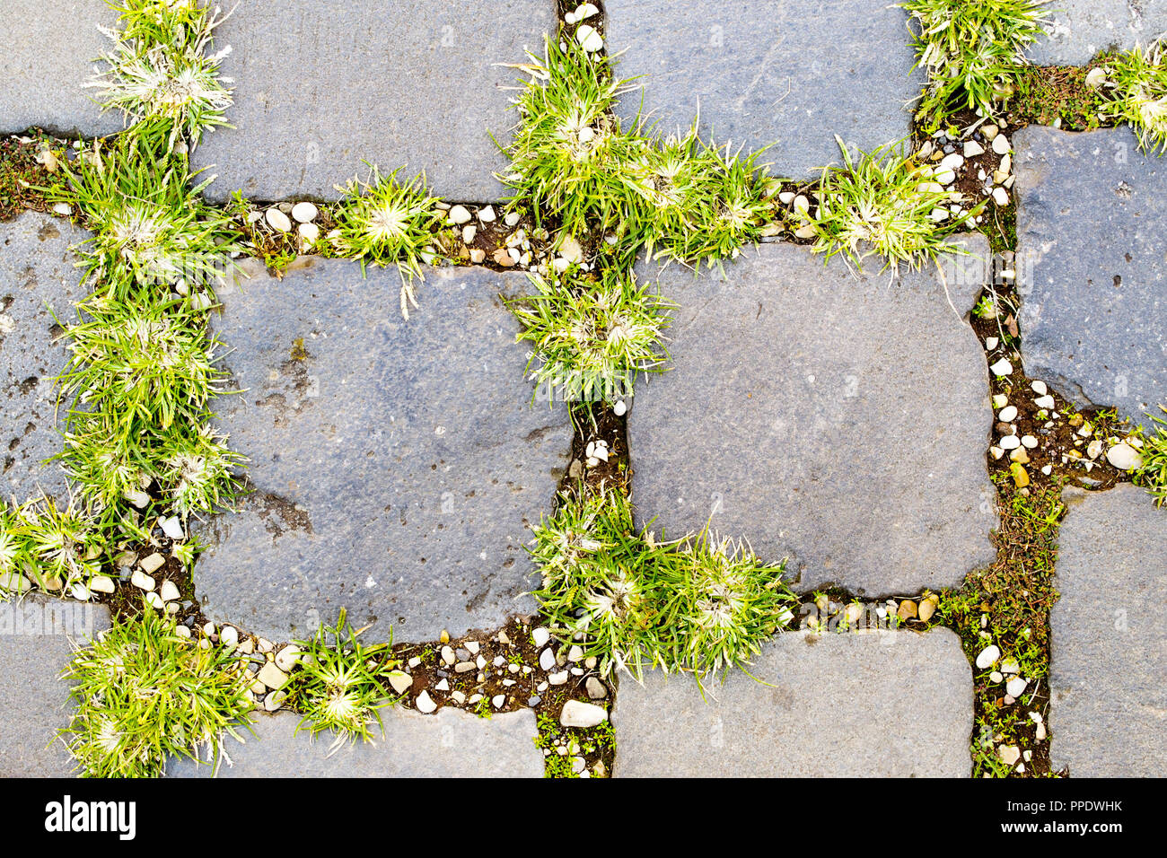 grass growing between cobblestones in Rome Stock Photo