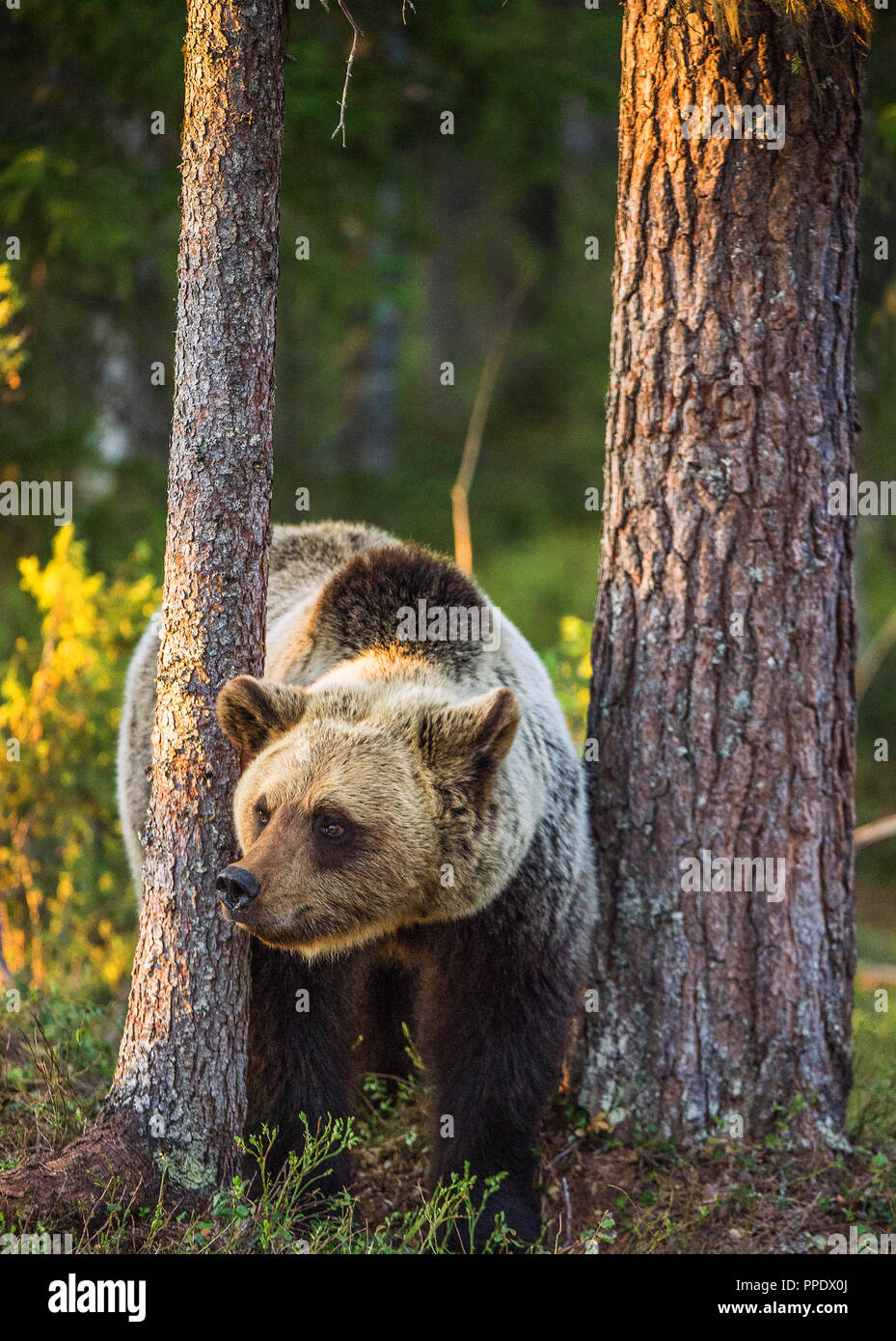 Wild Brown bear in the summer forest. Scientific name: Ursus Arctos ...