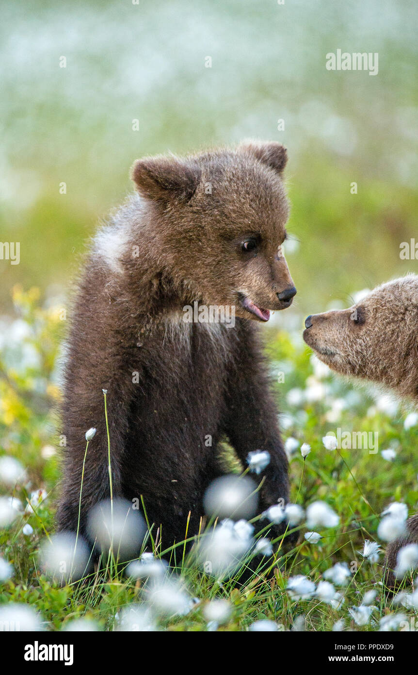 brown-bear-cubs-playing-in-the-forest-sceintific-name-ursus-arctos