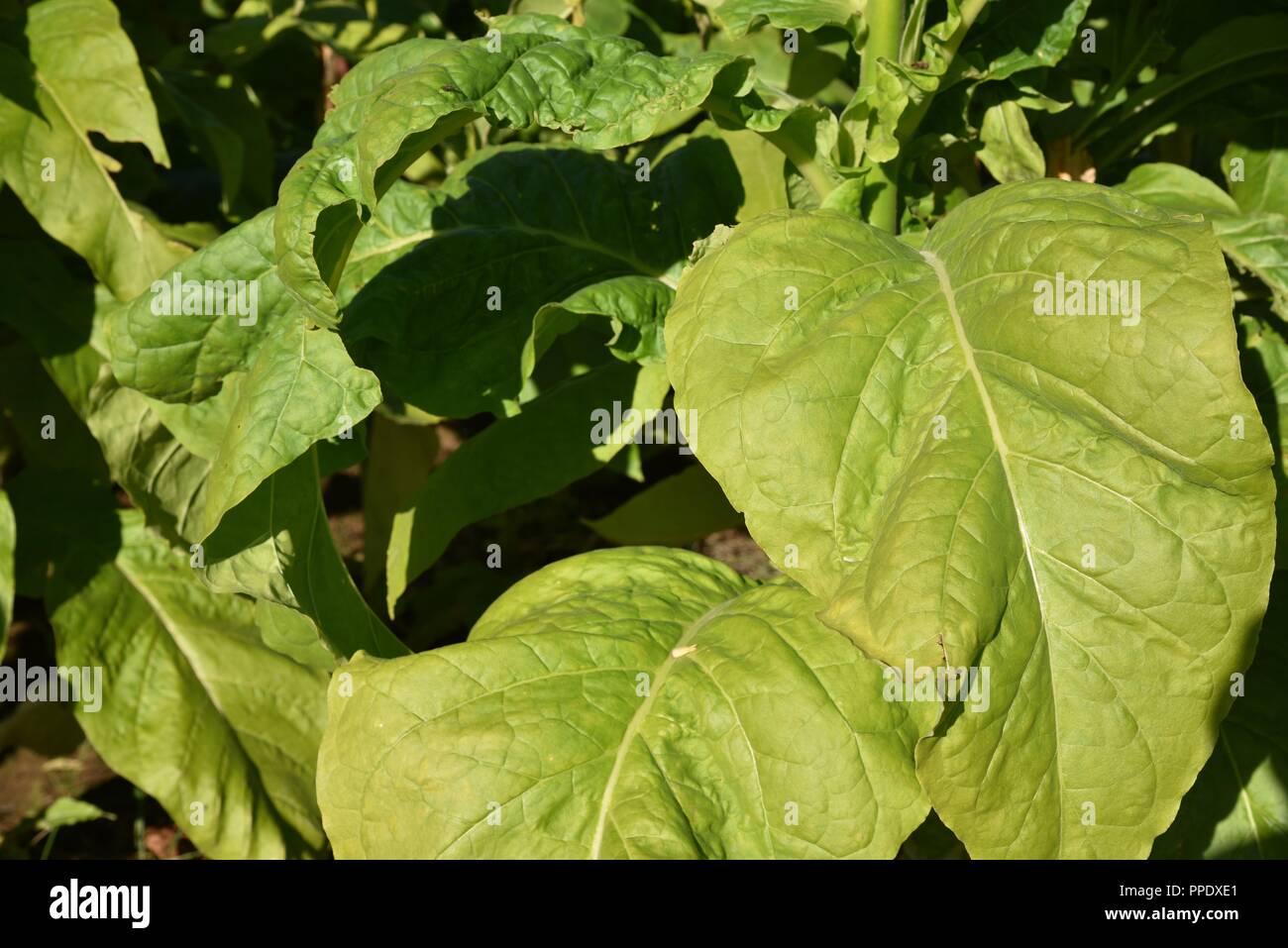 Tobacco (Nicotiana) plant: a flowering crop of tobacco growing in northern  France on a warm September day Stock Photo