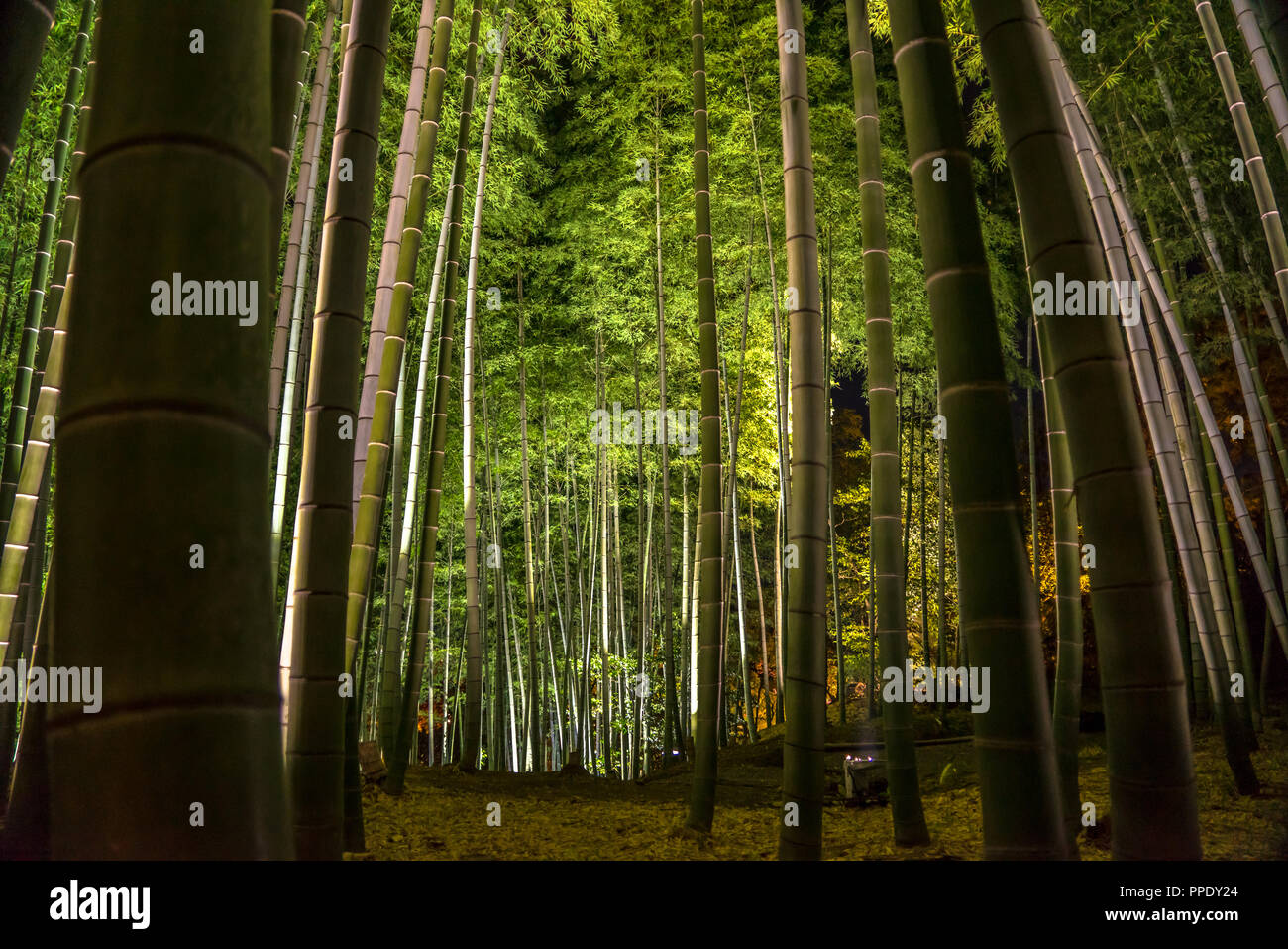 Bamboo garden kodaiji hires stock photography and images Alamy