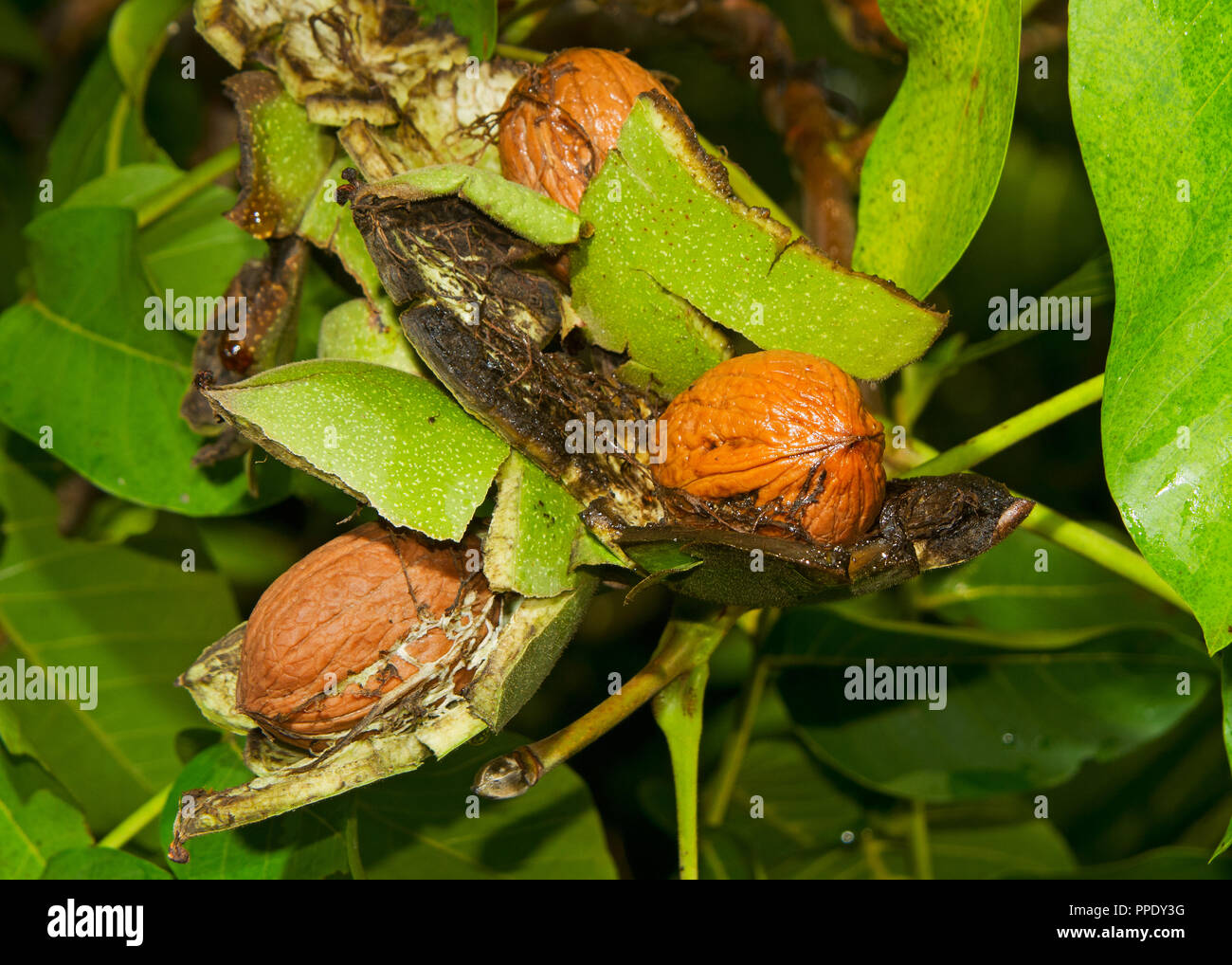 Ripe nuts of a Walnut tree, nuts, husks and leaves Stock Photo