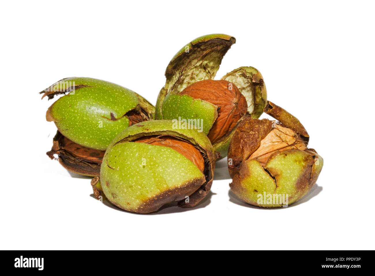 Ripe nuts of a Walnut tree, still in their husks, isolated on a white background Stock Photo