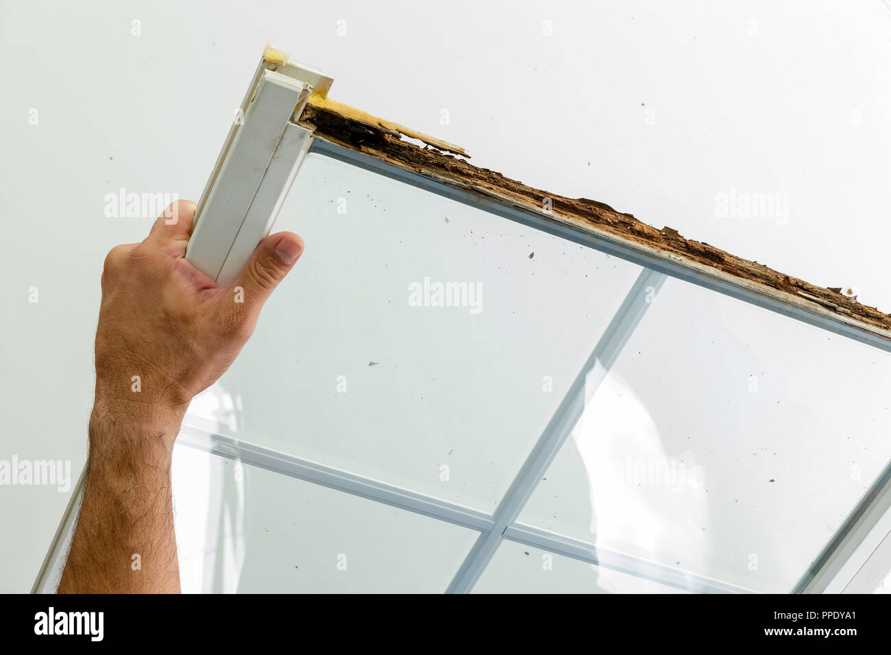 Man displaying a window damaged by wet rot in the wooden frame before