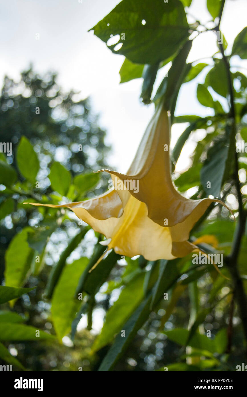 Yellow flower of poisonus herb called Datura. Also known as stramonium. Stock Photo