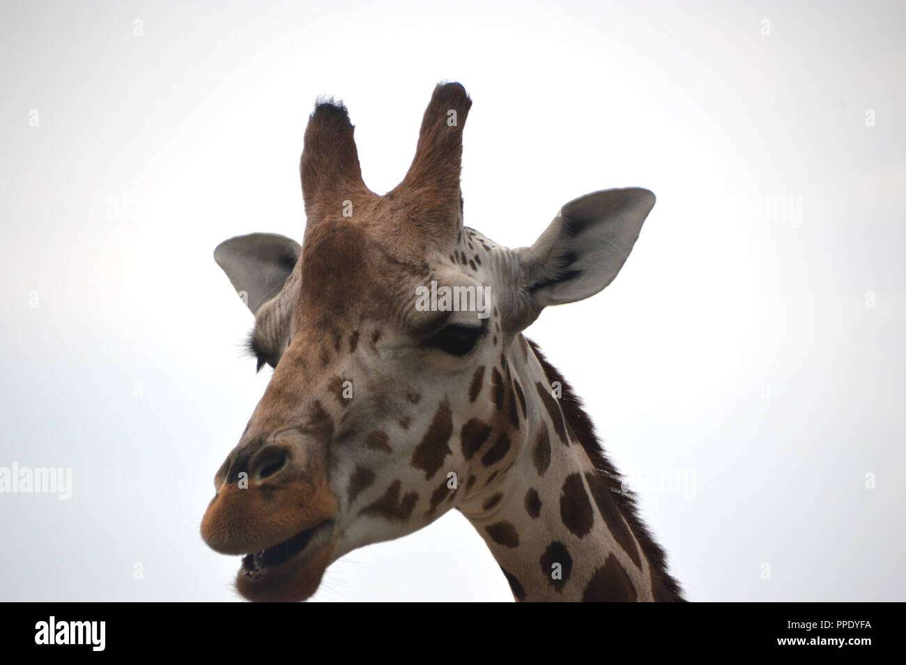 Close up of the Head/Face of a Rothschilds Giraffe (Giraffa ...