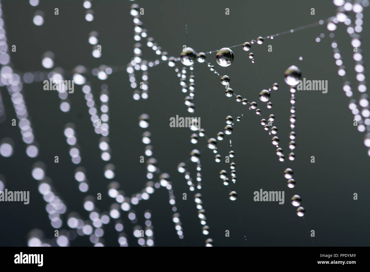 Macro of dew drops on a cobweb Stock Photo