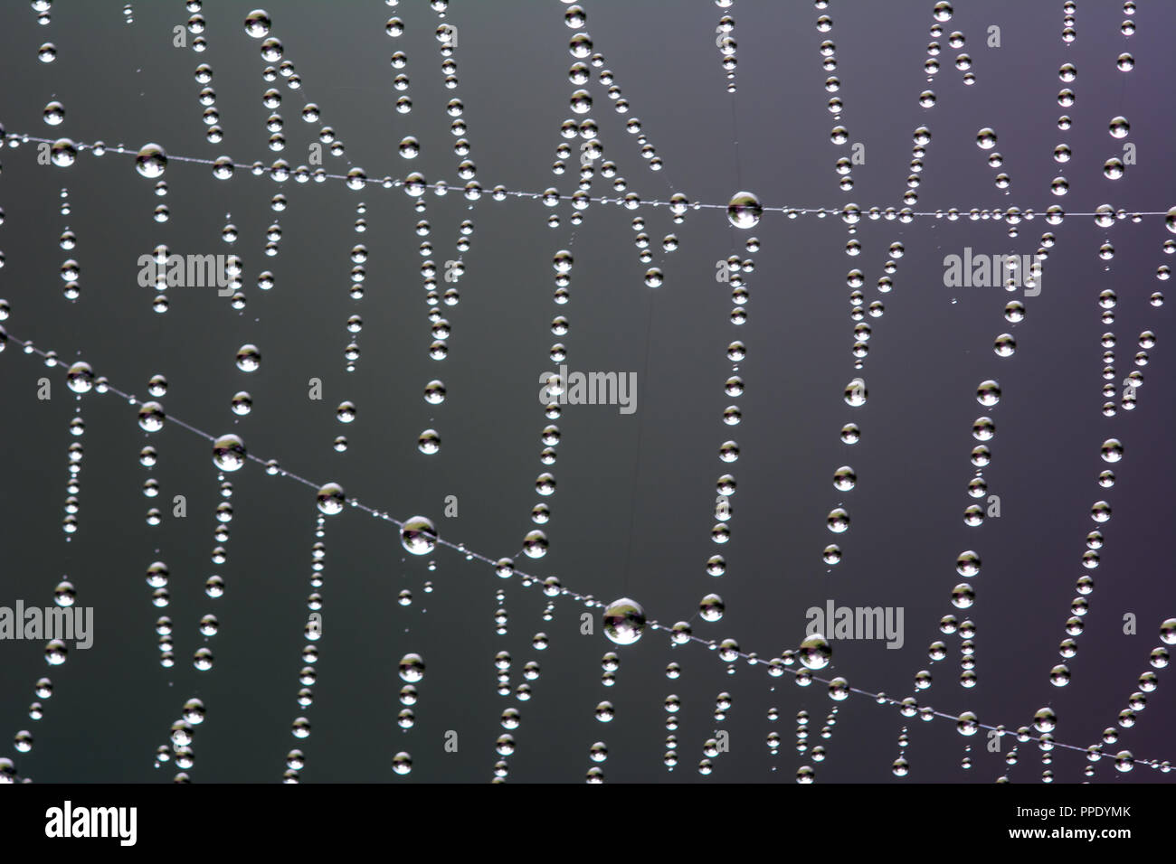 Beautiful pattern of water drops cowering a cobweb - macro Stock Photo