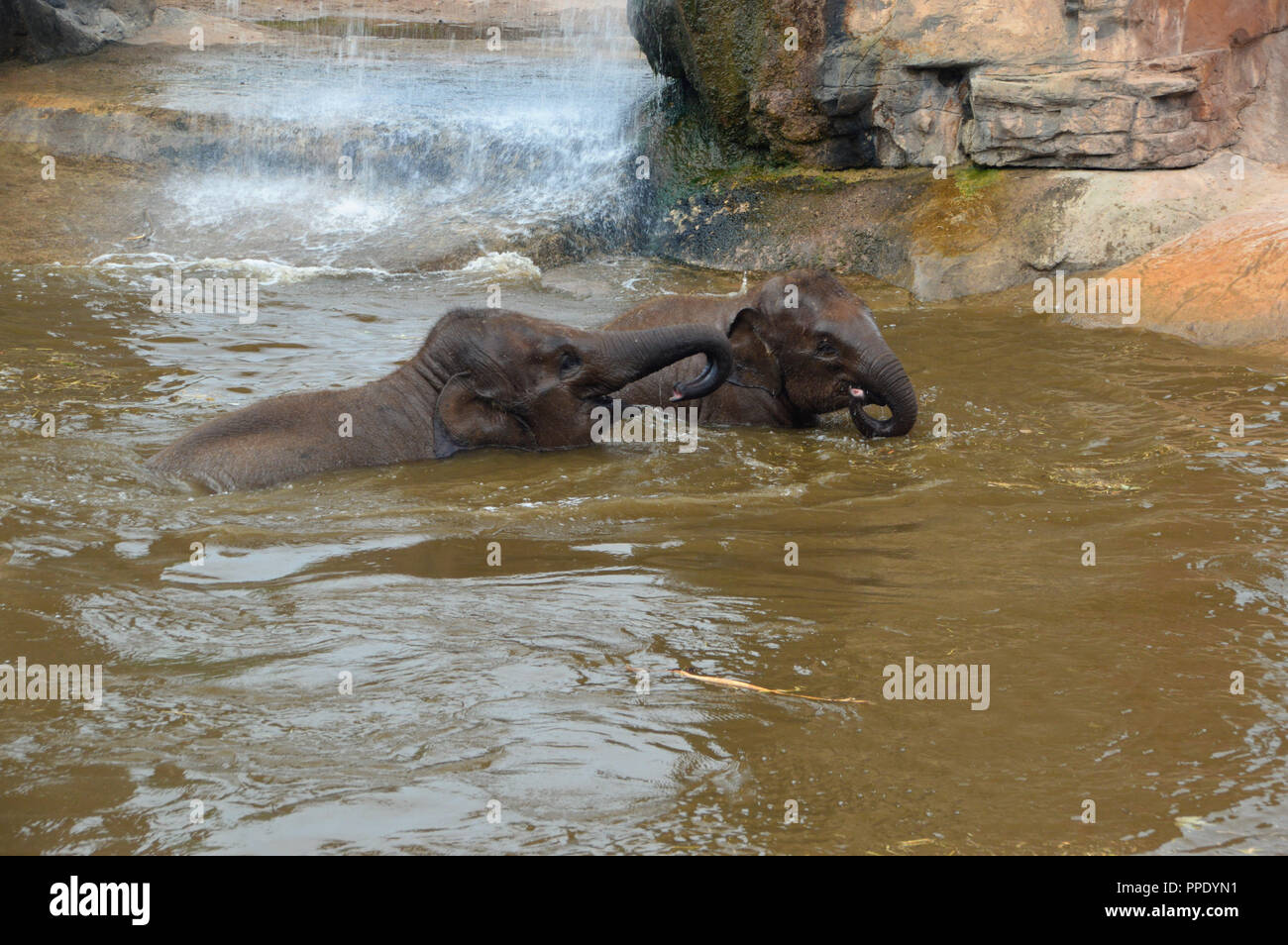 Two Young Asian Elephants (Elephas maximus) Playing in Pool near a Waterfall in its Enclosure at Chester Zoo. Stock Photo