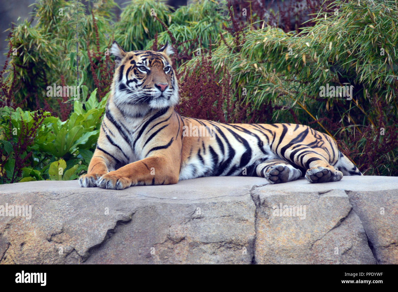 Sumatran Tiger (Panthera tigris sumatrae) Laying Down on a Rock in its  Enclosure at Chester Zoo. Stock Photo