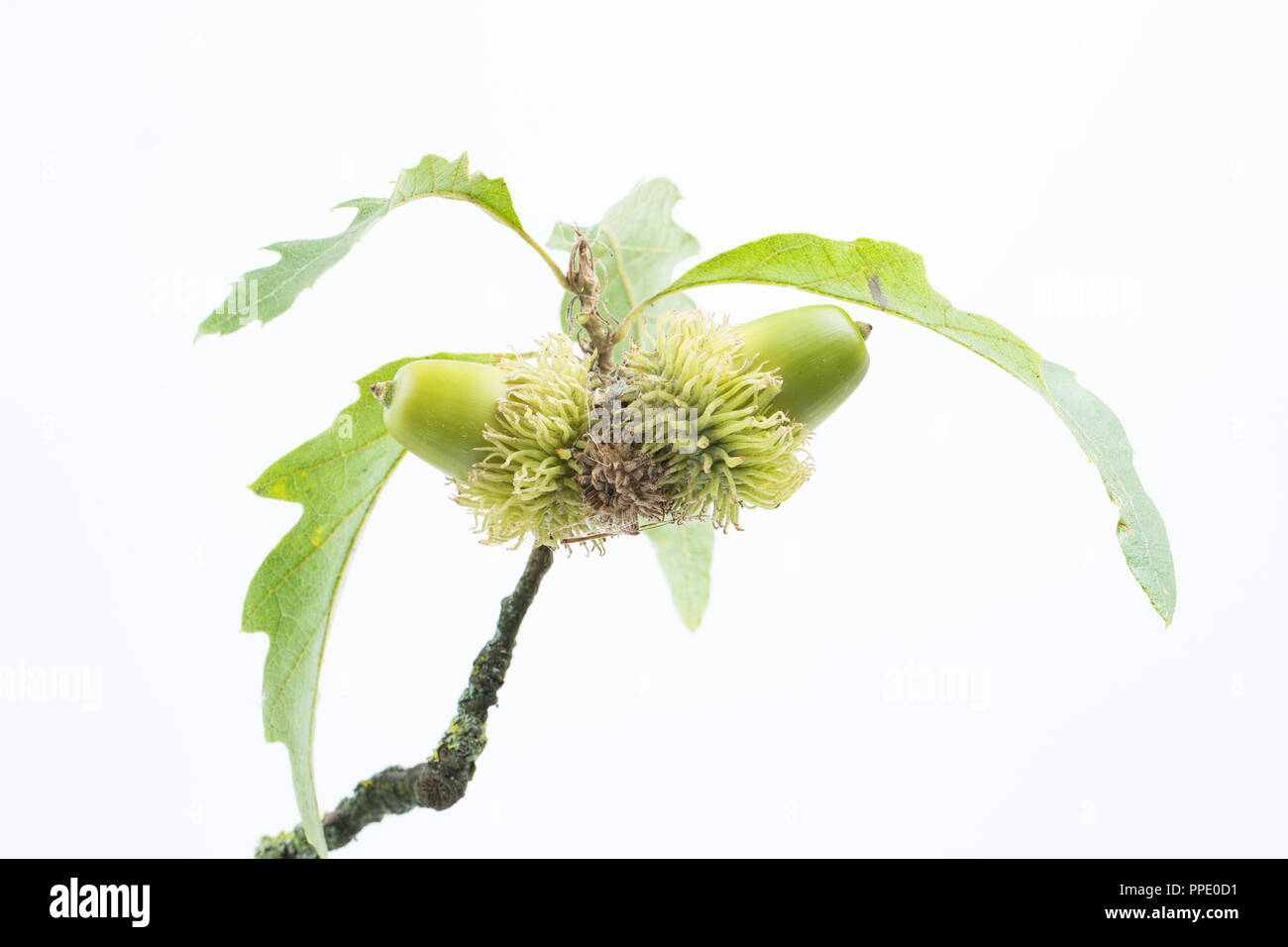 Two acorns of the Turkey oak, Quercus cerris, photographed on a white background. The Turkey oak was introduced to the UK in the early 18th century co Stock Photo