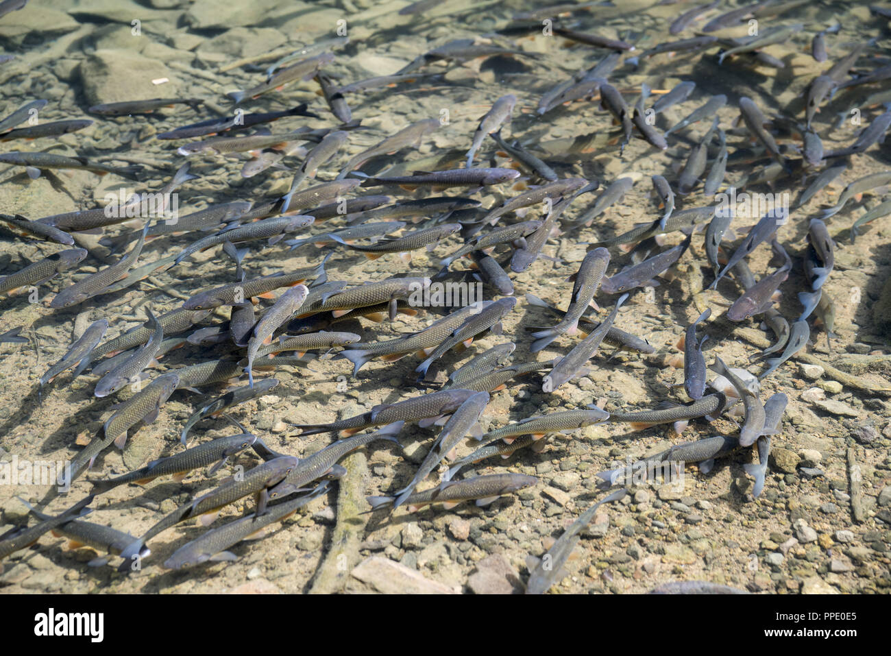 A small school of trout in a mountain lake in Slovakia. Stock Photo