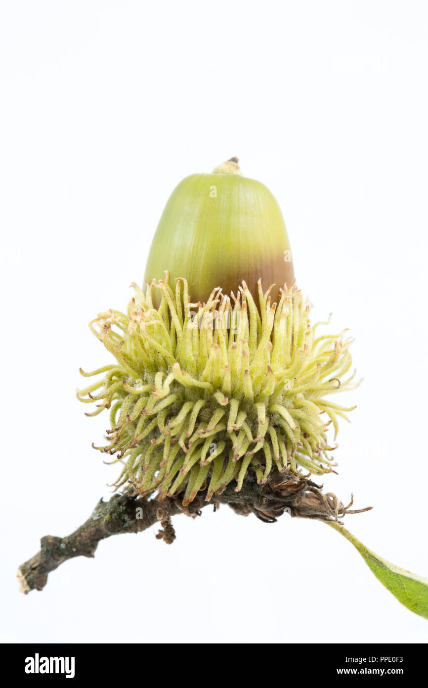 An acorn of the Turkey oak, Quercus cerris, photographed on a white background. The Turkey oak was introduced to the UK in the early 18th century comi Stock Photo