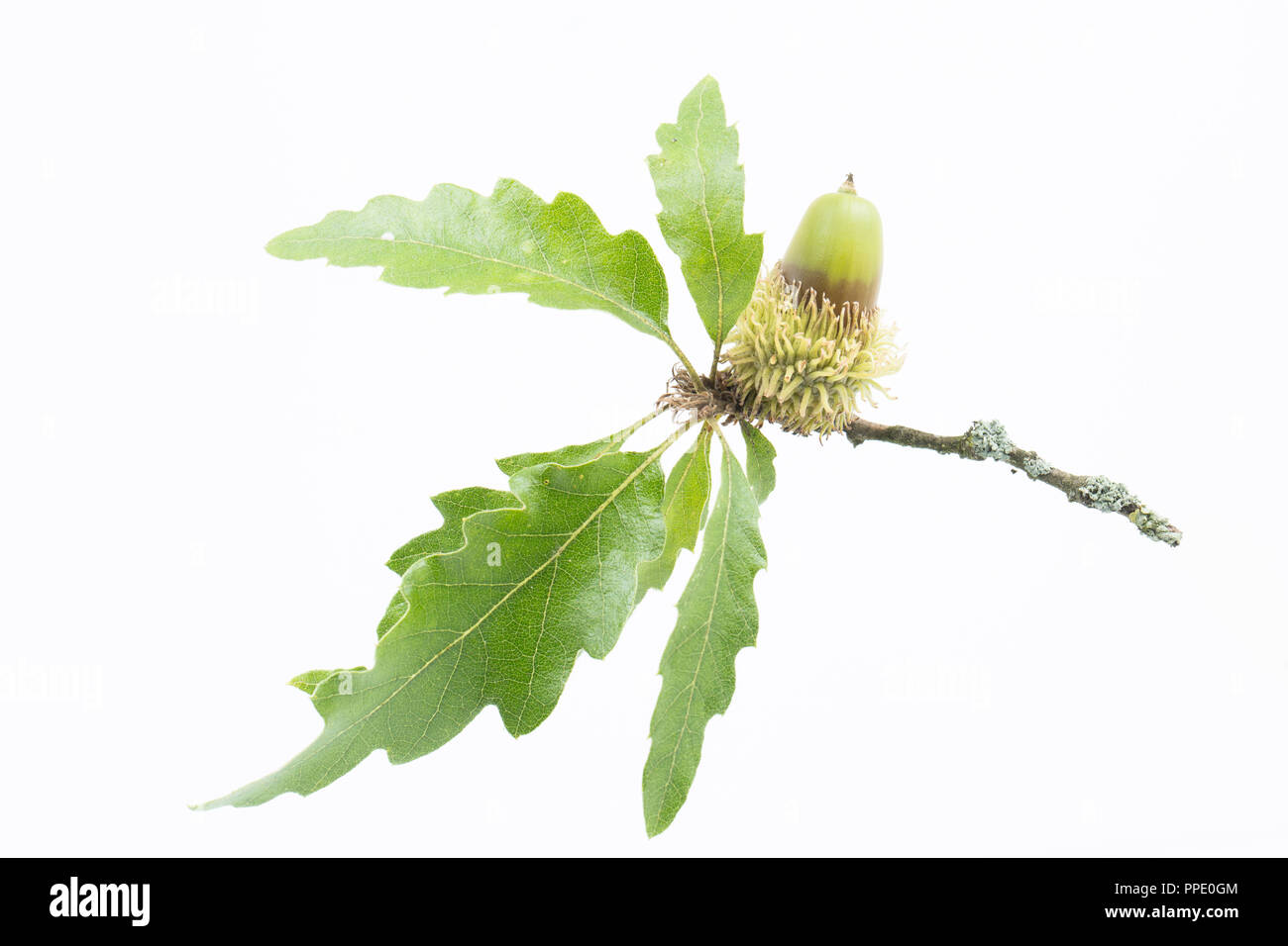 An acorn of the Turkey oak, Quercus cerris, photographed on a white background. The Turkey oak was introduced to the UK in the early 18th century comi Stock Photo