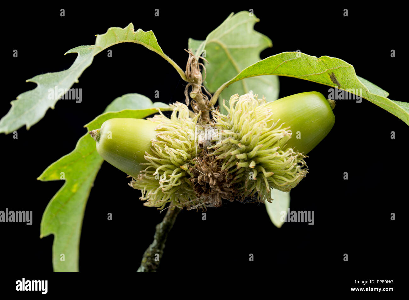 Two acorns of the Turkey oak, Quercus cerris, photographed on a black background. The Turkey oak was introduced to the UK in the early 18th century co Stock Photo