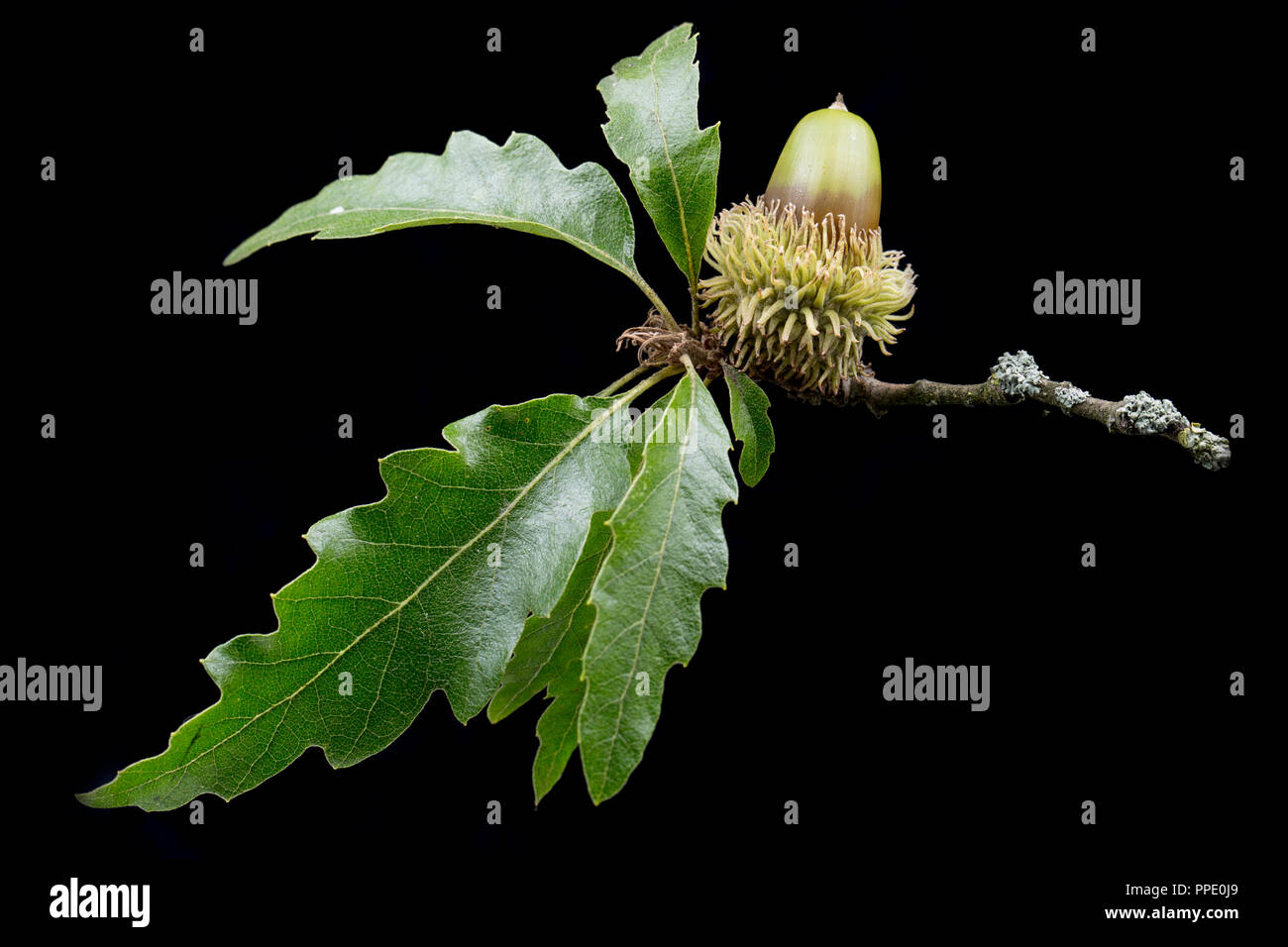 An acorn of the Turkey oak, Quercus cerris, photographed on a black background. The Turkey oak was introduced to the UK in the early 18th century comi Stock Photo