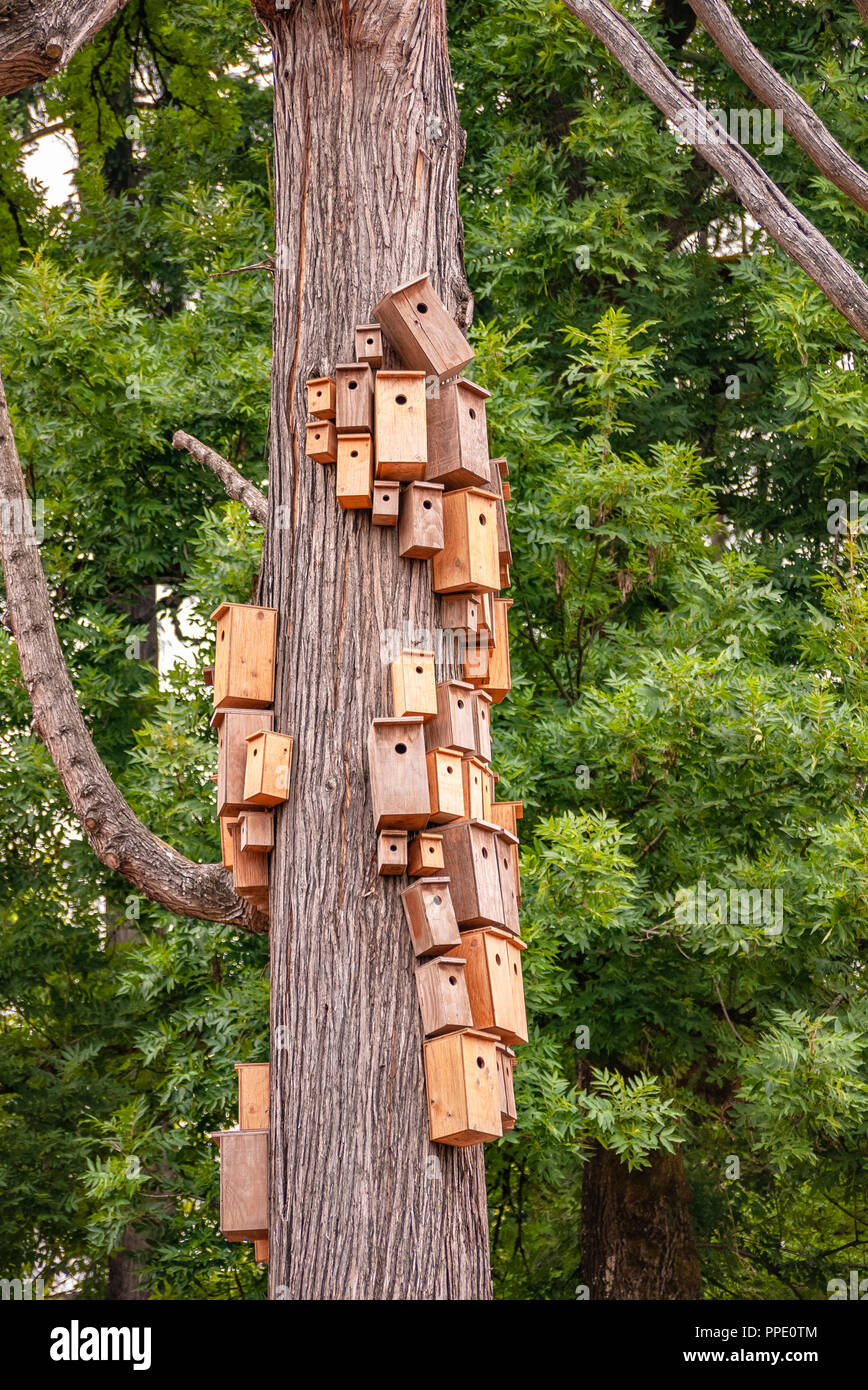 Nesting boxes crowded on cedar tree body. City of birdhouses on cedar tree stem Stock Photo