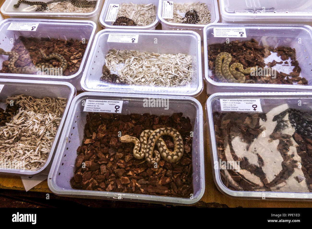 Sale of terrarium animals in plastic boxes on the market Nose horned