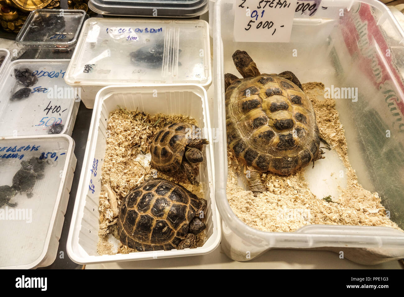 Sale of terrarium animals in plastic boxes on the market - Russian tortoise, Agrionemys horsfieldii, Prague Czech Republic Stock Photo