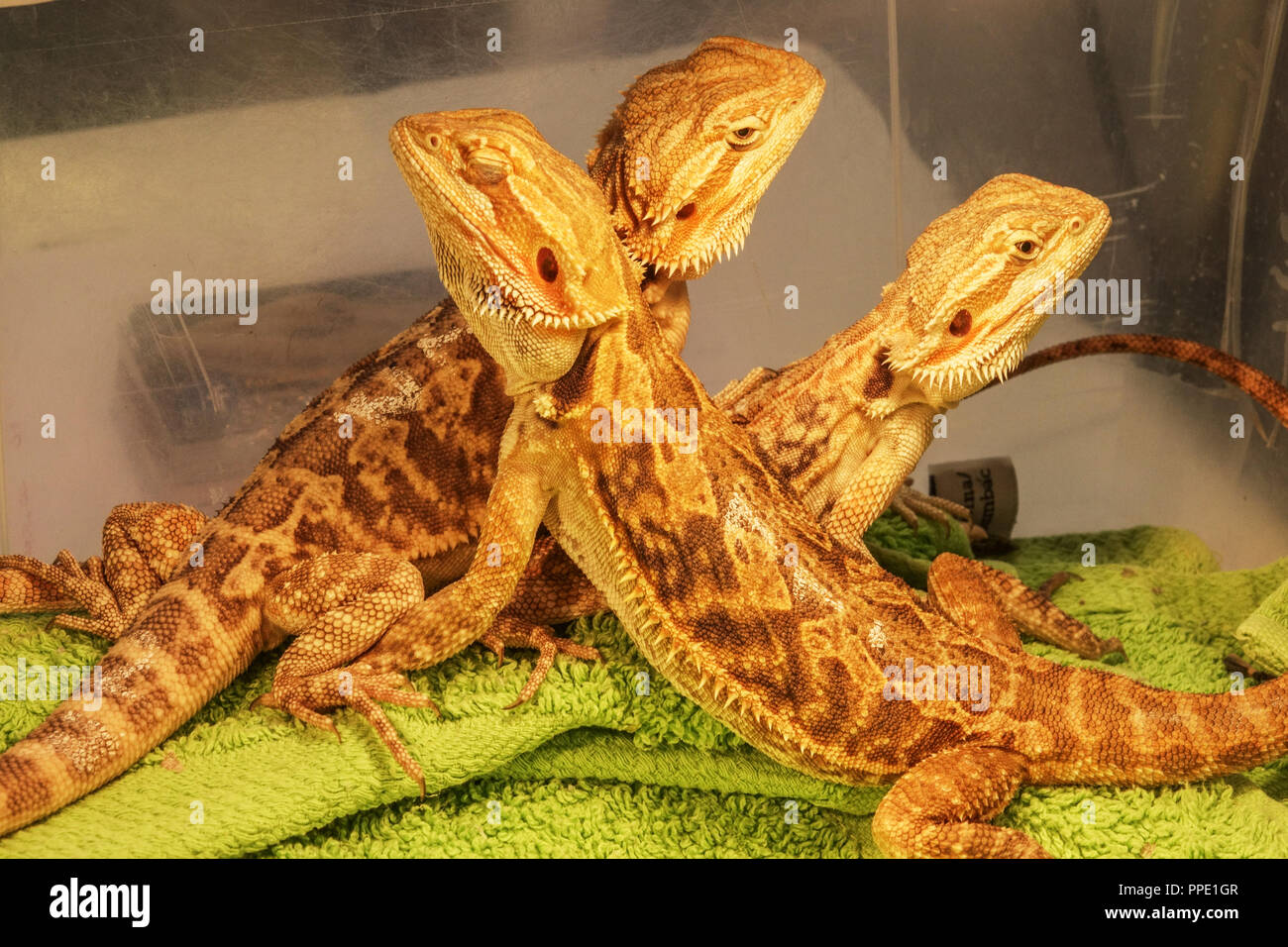 Sale of terrarium animals in plastic boxes on the market Central