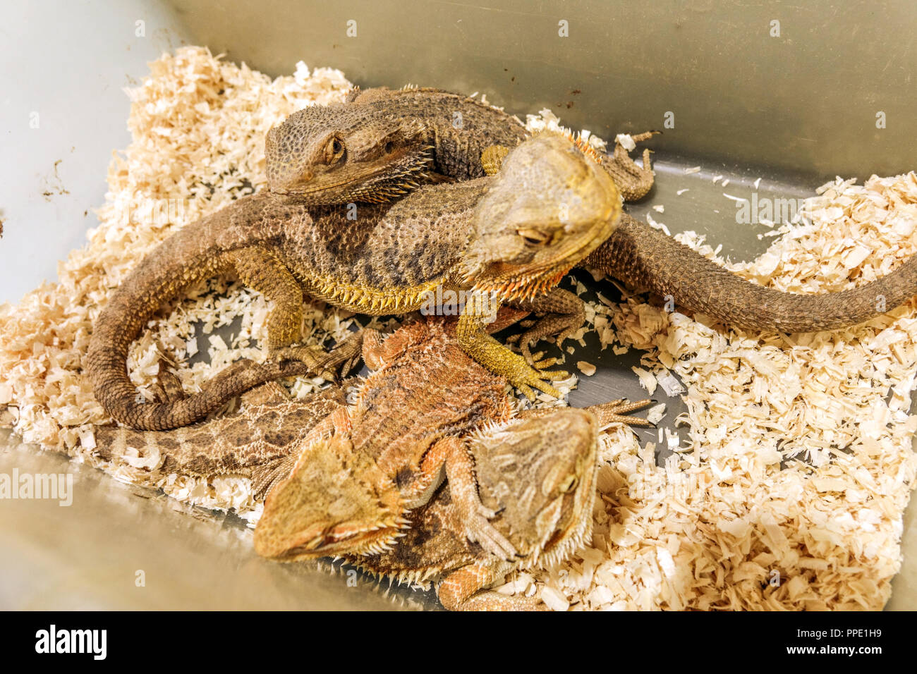Sale of terrarium animals in plastic boxes on the market Central