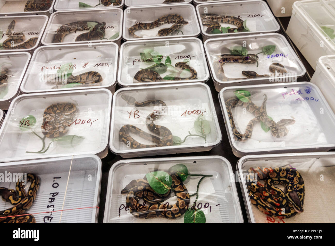 Sale of terrarium animals in plastic boxes on the market - Pythons, Prague, Czech Republic Stock Photo