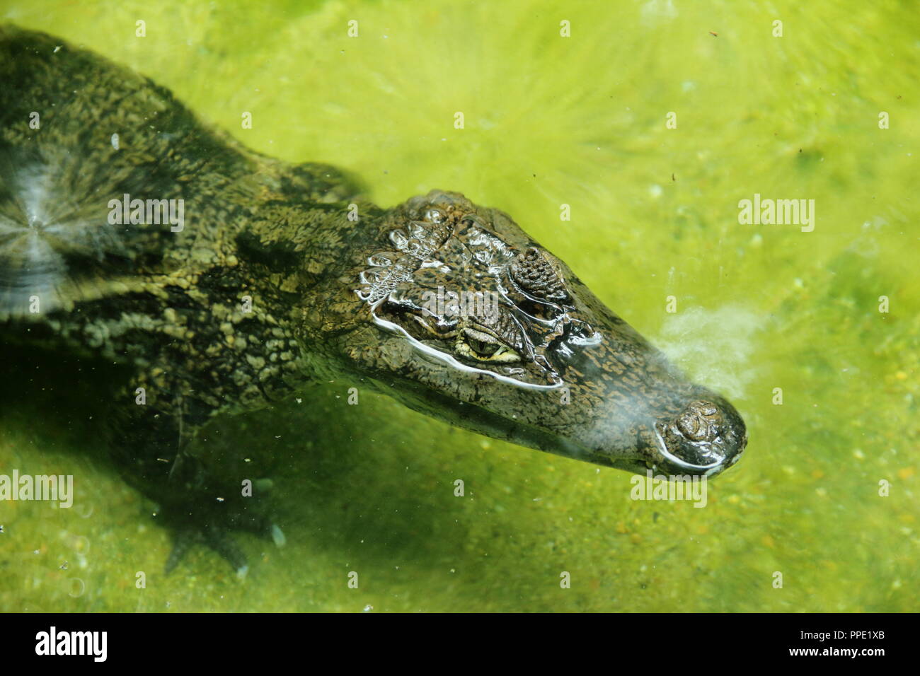 Closeup picture of a Caiman crocodile (Caimaninae, spectacled caiman) floating in still water Stock Photo