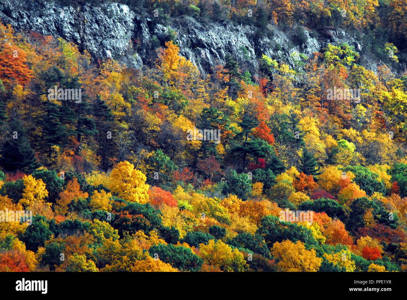 Beautiful Fall colors of the trees on a mountain side in Connecticut. Stock Photo